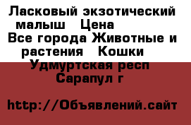 Ласковый экзотический малыш › Цена ­ 25 000 - Все города Животные и растения » Кошки   . Удмуртская респ.,Сарапул г.